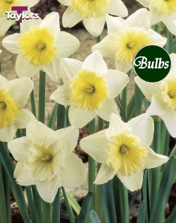 Ice Follies - Bulk Daffodil Bulb Bags 2kg