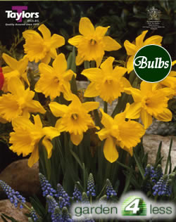 King Alfred Select - Bulk Daffodil Bulb Bags 25kg