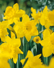 Daffodil Carlton Lifestyle Bulbs
