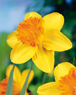 Daffodil Fortune Lifestyle Bulbs
