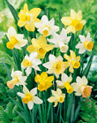 Daffodil Mixed Lifestyle Bulbs