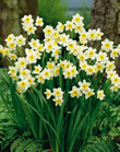 Narcissi Minnow Lifestyle Bulbs
