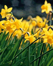 Narcissi Rockery Mixed Lifestyle Bulbs