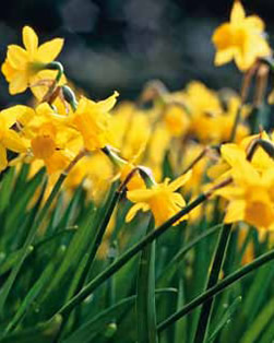 Narcissi Rockery Mixed Lifestyle Bulbs