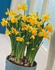 Narcissi Tete a Tete Lifestyle Bulbs