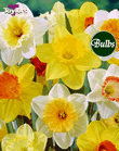 Mixed - Bulk Daffodil Bulb Bags 2kg