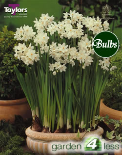Daffodil Paperwhite Grandiflora Bulbs - Narcissi for Indoor Pots