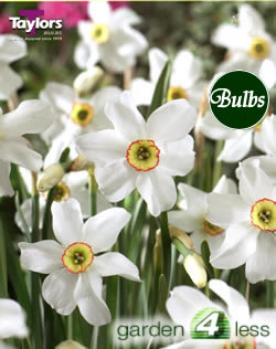 Daffodil Pheasants Eye Bulbs - Poeticus