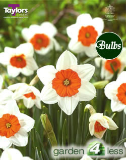 Daffodil Pofessor Einstein Bulbs - Large to Medium Variety