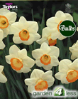 Rainbow - Bulk Daffodil Bulb Bags 25kg