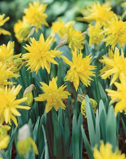 Daffodil Rip Van Winkle Bulbs - Species Narcissi
