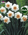 Salome - Bulk Daffodil Bulb Bags 25kg