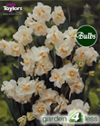 Sir Winston Churchill - Bulk Daffodil Bulb Bags 2kg