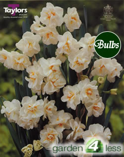 Daffodil Sir Winston Churchill Bulbs - Multi-Headed