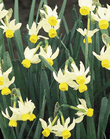 Dwarf Daffodil Canaliculatus Xtra Large Bulbs