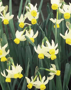 Dwarf Daffodil Canaliculatus Xtra Large Bulbs
