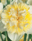 Daffodil Ice King Xtra Large Bulbs