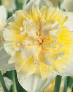 Daffodil Ice King Xtra Large Bulbs