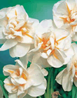 Daffodil Sir Winston Churchill Xtra Large Bulbs
