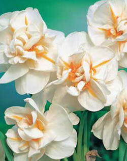 Daffodil Sir Winston Churchill Xtra Large Bulbs