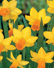 Narcissi Jetfire Xtra Large Bulbs
