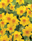 Narcissi Martinette Xtra Large Bulbs