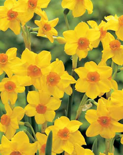 Narcissi Martinette Xtra Large Bulbs