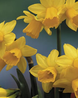 Narcissi Tete a Tete Xtra Large Bulbs