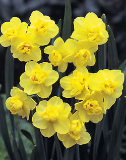 Daffodil Yellow Cheerfulness Bulbs - Multi-Headed