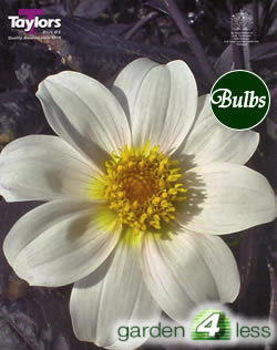 After Eight-Dark Bronze Foliage Dahlia Tuber