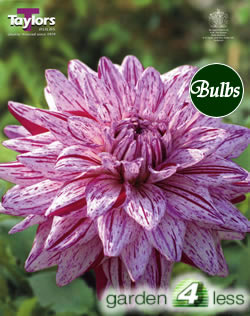 Blackberry Ripple-Exhibition Dahlia Tuber