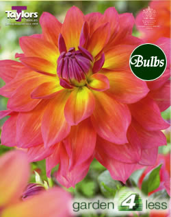 Firepot-Special Dahlia Tuber