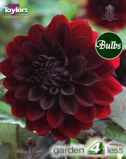 Karma Choc-Dark Bronze Foliage Dahlia Tuber