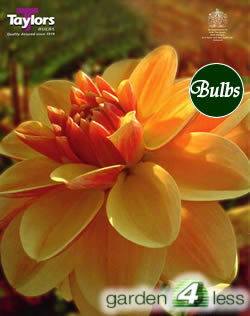 Peach Brandy-Exhibition Dahlia Tuber