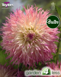 Pinelands Princess-Special Dahlia Tuber