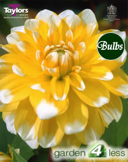 Seattle-Exhibition Dahlia Tuber