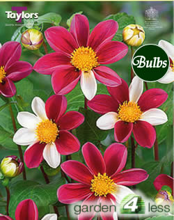 Smarty Dahlia Tubers