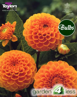 Sylvia-Pompom and Ball Dahlia Tuber