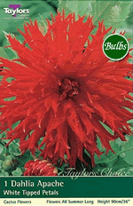 Apache-Exhibition Dahlia Tuber