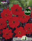 Bishop of Llandaff-Dark Bronze Foliage Dahlia Tuber