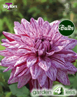 Blackberry Ripple-Exhibition Dahlia Tuber
