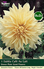 Cafe Au Lait-Special Dahlia Tuber