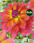 Firepot-Special Dahlia Tuber
