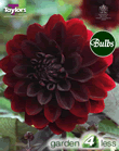 Karma Choc-Dark Bronze Foliage Dahlia Tuber