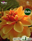 Peach Brandy-Exhibition Dahlia Tuber