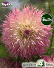 Pinelands Princess-Special Dahlia Tuber