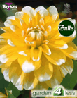 Seattle-Exhibition Dahlia Tuber