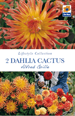 Dahlia Cactus Alfred Grille Lifestyle Collection Bulbs