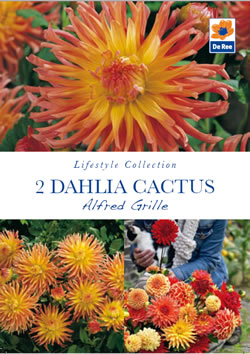 Dahlia Cactus Alfred Grille Lifestyle Collection Bulbs