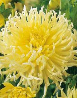Dahlia Cactus Yellow Star Lifestyle Collection Bulbs